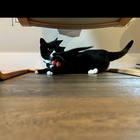 Cute Cat or Dog Halloween Costume Black Bat Wings with Bells - Picture 4 of 7